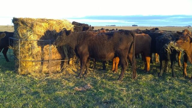 Rollos de Sorgo y Moha para pasar el verano