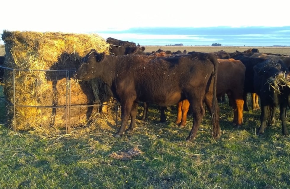 Verdeos de verano en marcha