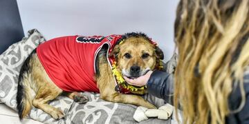 Zoonosis celebró los cumpleaños de mascotas
