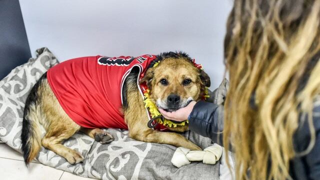Zoonosis celebró los cumpleaños de mascotas
