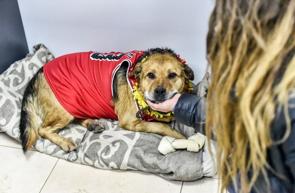 Zoonosis celebró los cumpleaños de mascotas