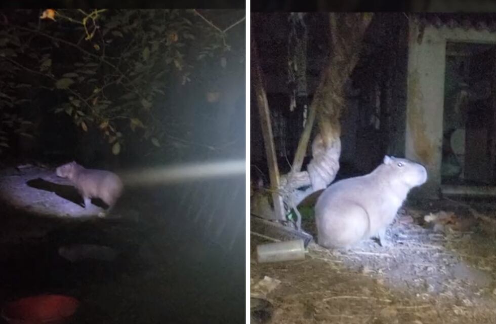 Se robaron un carpincho envuelto en una frazada de una reserva natural y el acusado fue detenido en Mar del Plata