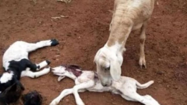 El último ataque en su propiedad fue el 22 de julio.