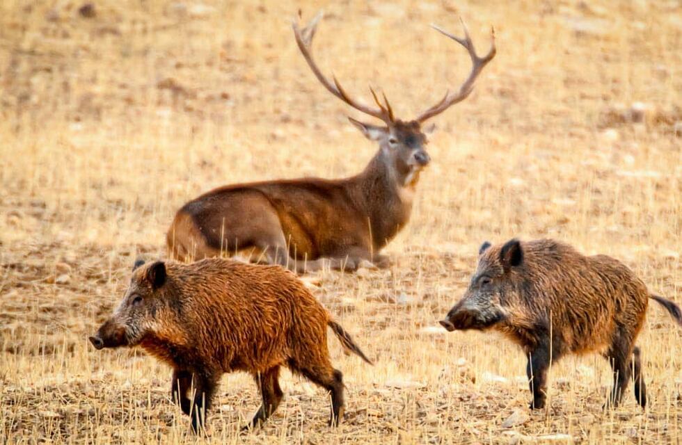 Autorizaron la caza deportiva de ciervos y jabalíes en Córdoba: los detalles de la normativa
