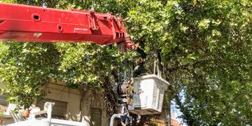 La Ciudad de Mendoza anunció que el lunes comenzará en la Cuarta Sección Oeste con los trabajos de poda invernal del arbolado público. Gentileza MCM