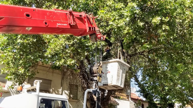 La Ciudad de Mendoza anunció que el lunes comenzará en la Cuarta Sección Oeste con los trabajos de poda invernal del arbolado público. Gentileza MCM