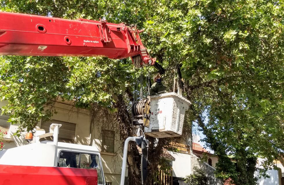 La Ciudad comenzó la poda invernal del arbolado público