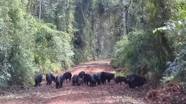 Guardaparques avistan y fotografían a un grupo de Pecaríes Labiados.