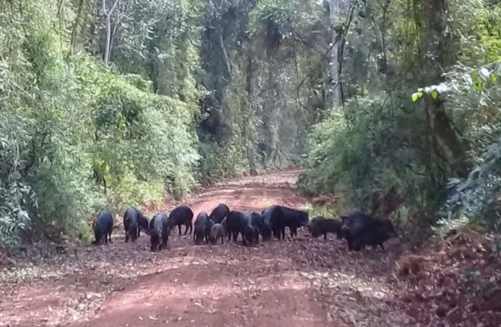 Guardaparques avistan y fotografían a una piara de Pecaríes Labiados