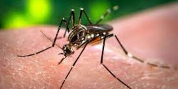 Misiones es la provincia que menos contagios de Dengue registra en el NEA y NOA.