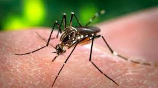 Misiones es la provincia que menos contagios de Dengue registra en el NEA y NOA.