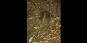 El cachorrito fue liberado por los trabajadores que lo salvaron (captura).