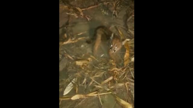 El cachorrito fue liberado por los trabajadores que lo salvaron (captura).