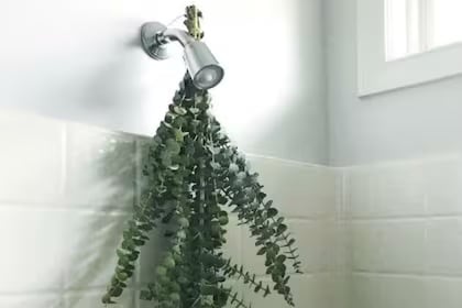 Por qué colocar un ramo de eucalipto en el baño