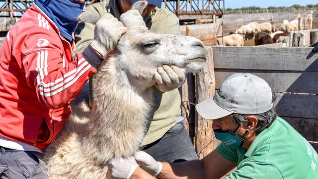 Técnicos especialistas retiran una muestra de sangre de una llama para proceder a identificar si el camélido tiene bruselosis. Gentileza Gobierno de San Luis