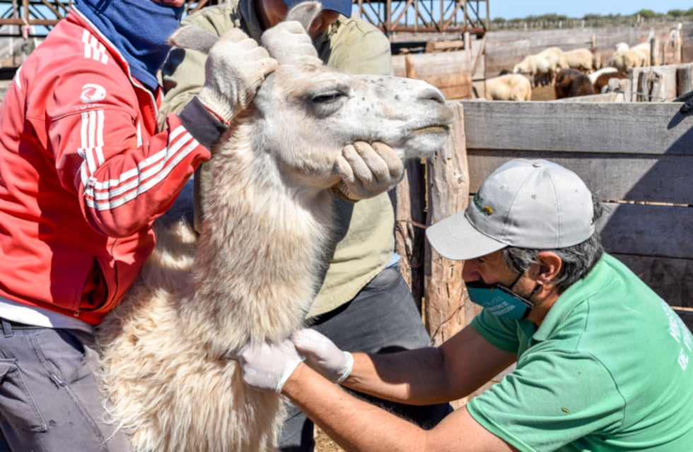 Tareas de sanidad animal en la Comunidad Huarpe de Guanacache