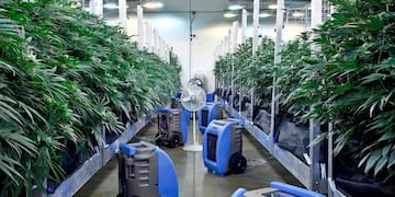 Dispensario de marihuana medicinal en Cranbury, Nueva Jersey. (The New York Times)