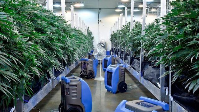 Dispensario de marihuana medicinal en Cranbury, Nueva Jersey. (The New York Times)