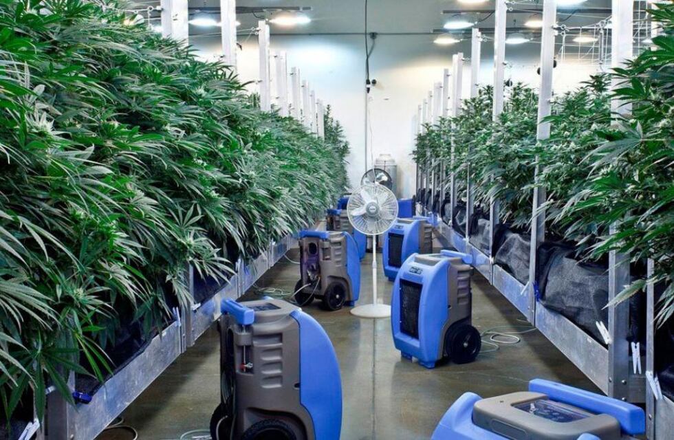 Nueva York aprobó el uso recreativo de la marihuana