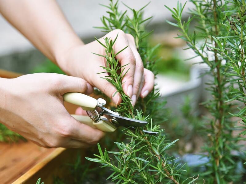 El poder del romero, según el Feng Shui.