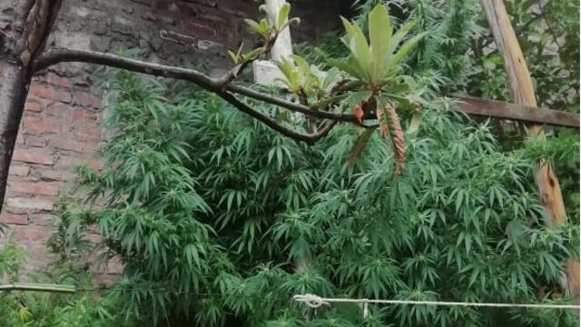 Las plantas de marihuana que incautaron los agentes de Lucha contra el Narcotráfico.