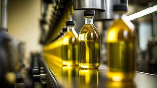 El municipio de Maipú elaboró su propio aceite de oliva.