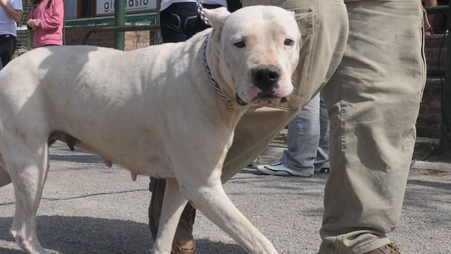 Al niño lo atacó un dogo argentino. (Foto ilustrativa/Pedro Castillo)