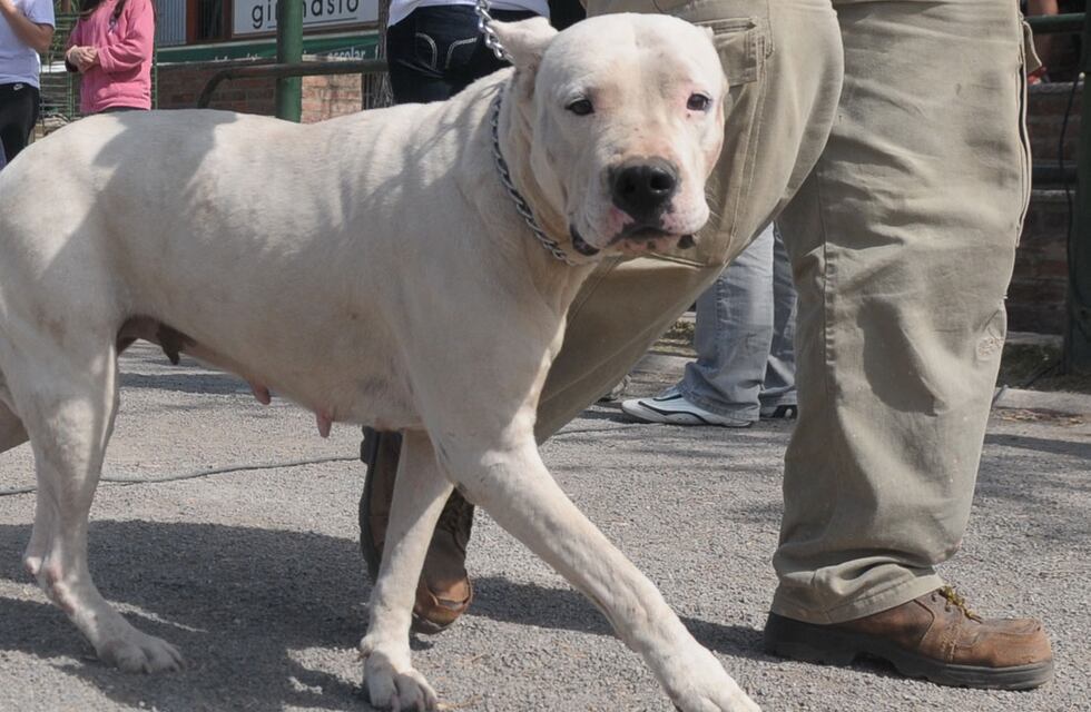 Otro ataque de un perro en Córdoba: un dogo mordió en la pierna a un niño