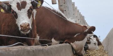 Nuevas normativas que afectarán al campo en la ganadería por cuestiones de cambio climático