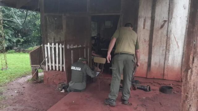 Investigan un presunto ataque de pumas a perros en Puerto Esperanza,