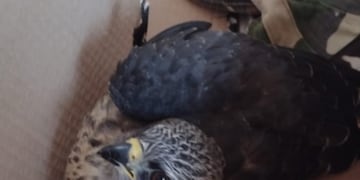 Wanda: recuperan un ejemplar de gavilán.