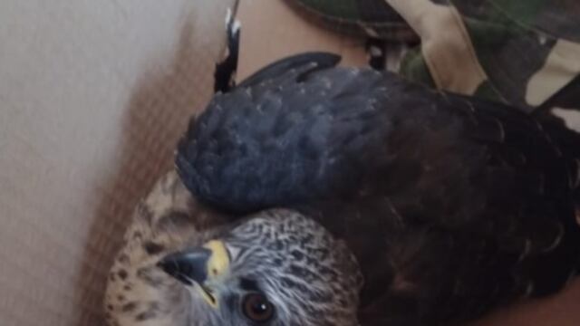 Wanda: recuperan un ejemplar de gavilán.