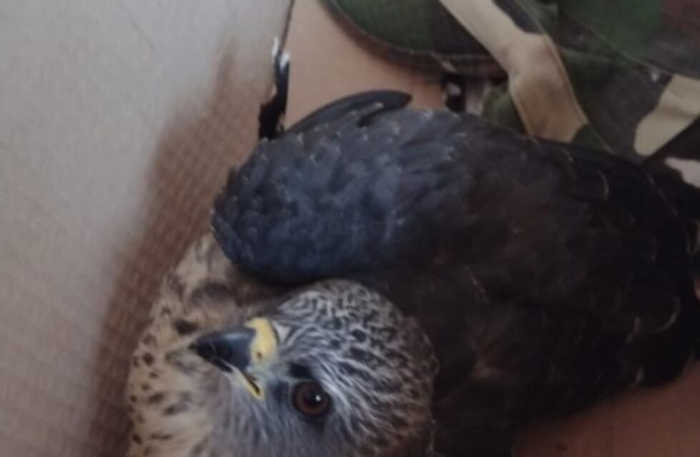 Wanda: recuperan un ejemplar de gavilán