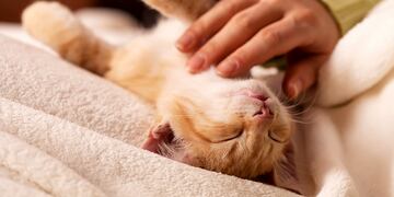 Caricias a las mascotas. (123RF)