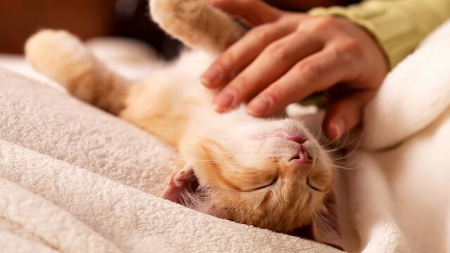 Caricias a las mascotas. (123RF)