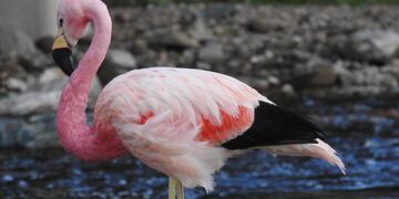Rara aparición en el Yuspe.