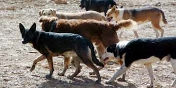 Ataque de perros en Rivadavia: el niño pasó a sala común y el dueño de los canes asegura que le quieren quemar la casa