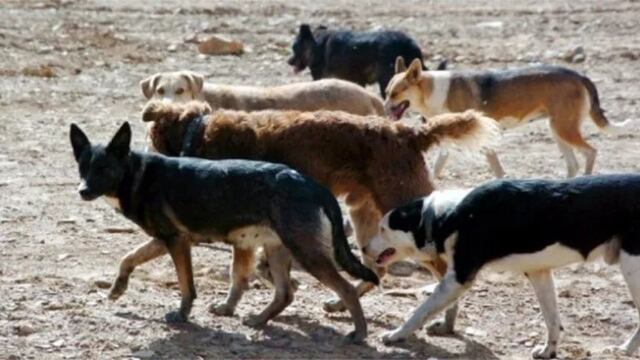 Habló el dueño del niño atacado por perros en Rivadavia: “maldigo la hora en que se me ocurrió abrirles la puerta a los perros”