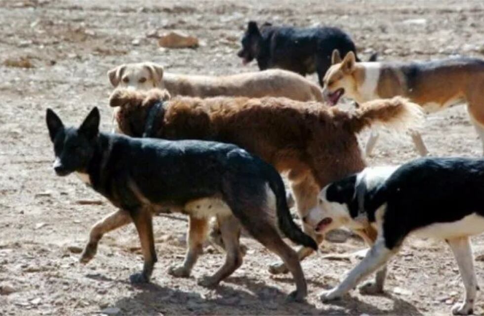 Habló el dueño de los perros que atacaron a un niño en Rivadavia: “Maldigo la hora en que se me ocurrió abrir la puerta”