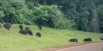Expertos brindaron capacitación sobre rescate de fauna atropellada en el Parque Nacional Iguazú.