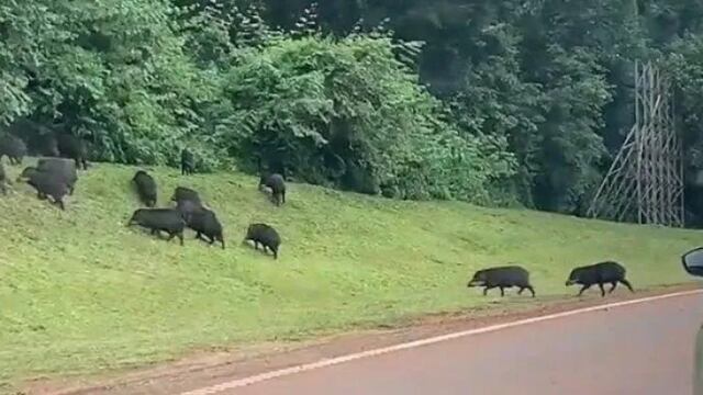 Expertos brindaron capacitación sobre rescate de fauna atropellada en el Parque Nacional Iguazú.