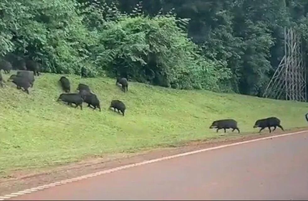 Expertos brindaron capacitación sobre rescate de fauna atropellada en el Parque Nacional Iguazú