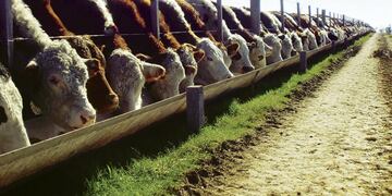 Via Campo