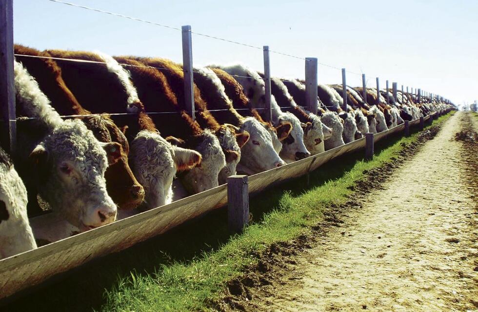 Como esta el feedlot