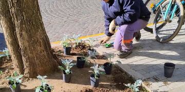 Nuevas tareas de jardinería embellecen el ingreso al Palacio Municipal