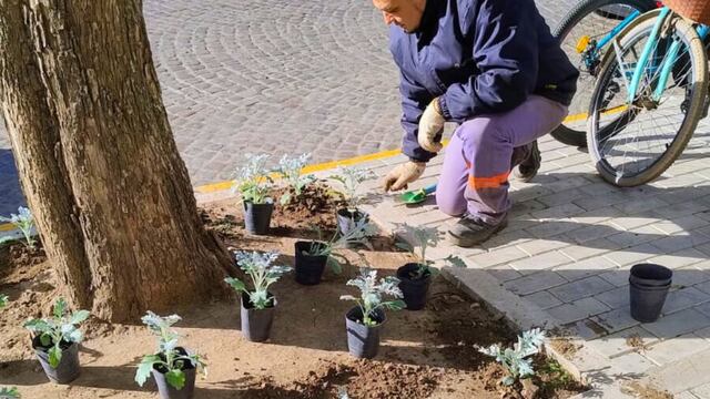 Nuevas tareas de jardinería embellecen el ingreso al Palacio Municipal