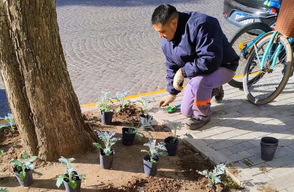 Nuevas tareas de jardinería embellecen el ingreso al Palacio Municipal