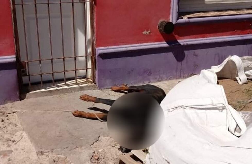 Crueldad: vecinos denuncian que un perro murió porque lo dejaron atado al sol y sin agua