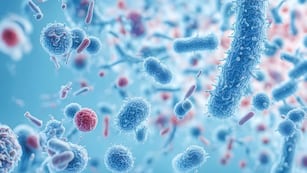 Cuál es la “bacteria silenciosa” que afecta a casi la mitad de la población argentina (Europa Press)