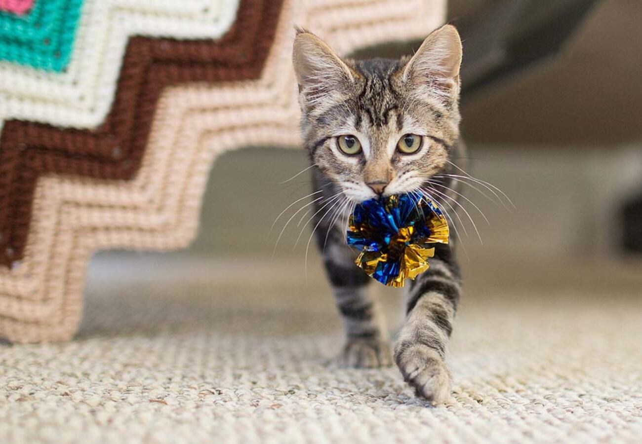  Si el lamido es excesivo o se acompaña de otros síntomas, los veterinarios recomiendan una consulta para descartar problemas de salud.